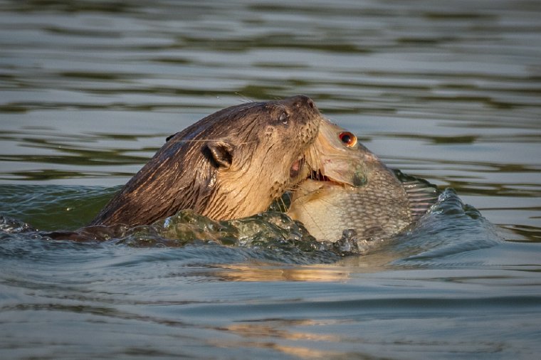 129 Nagarhole NP.jpg